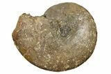 Fossil Ammonite (Placenticeras) - South Dakota #262690-1